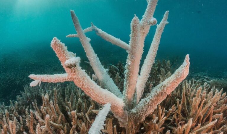 Ocean Acidification Its Impact And Threat To Marine Ecosystems Ocean