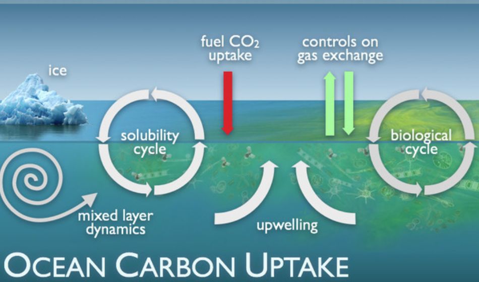 Ocean carbon uptake