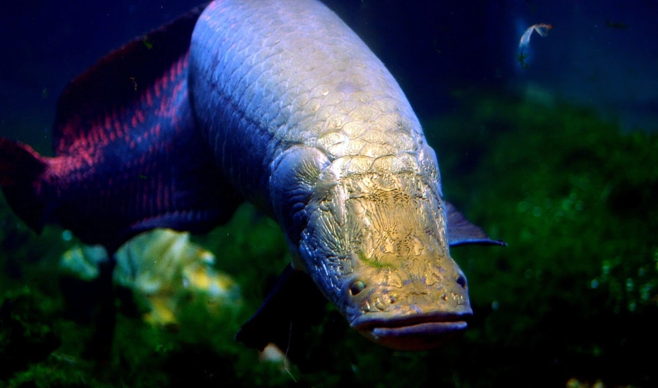 Barreleye Fish