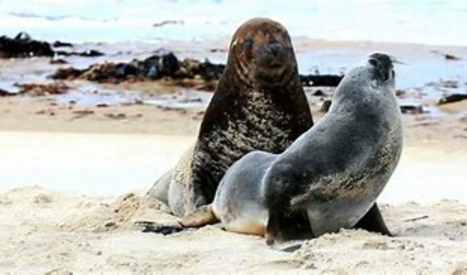 Mating Rituals of Specific Ocean Species