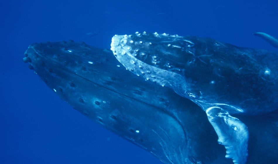 Mating Rituals of Blue Whales