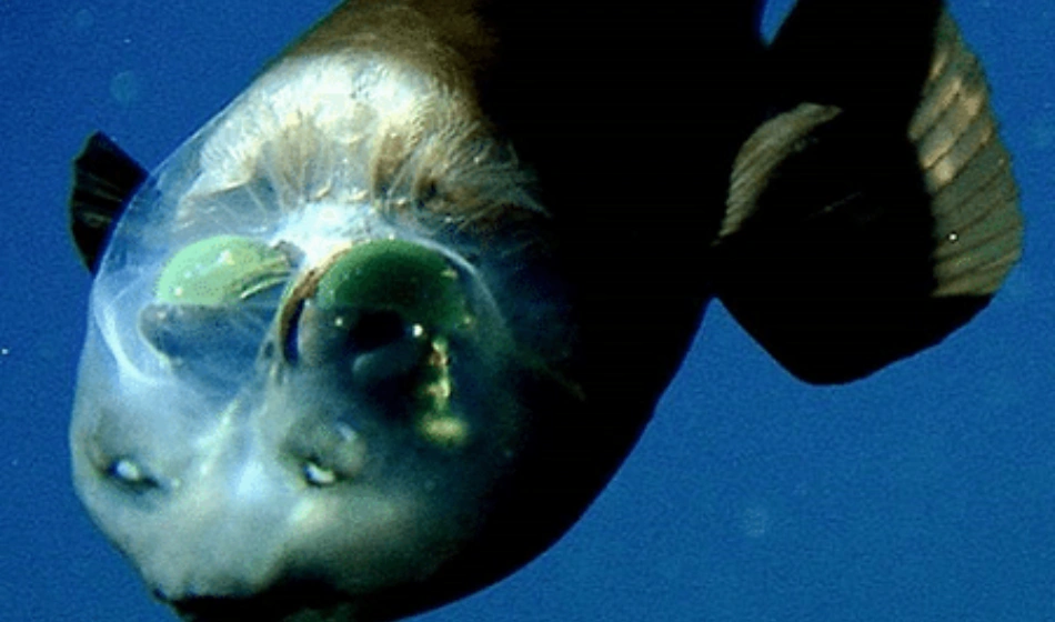 The Barreleye Fish