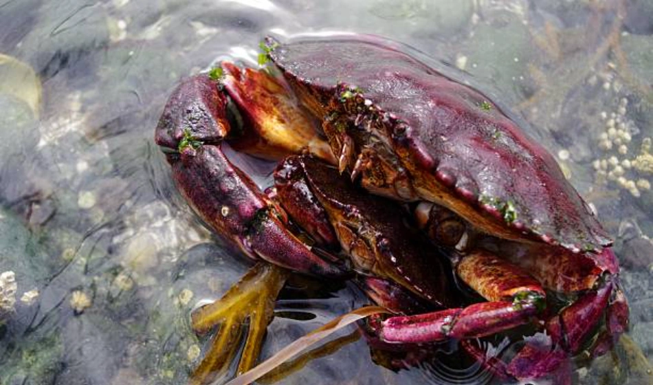 Mating Rituals of crabs