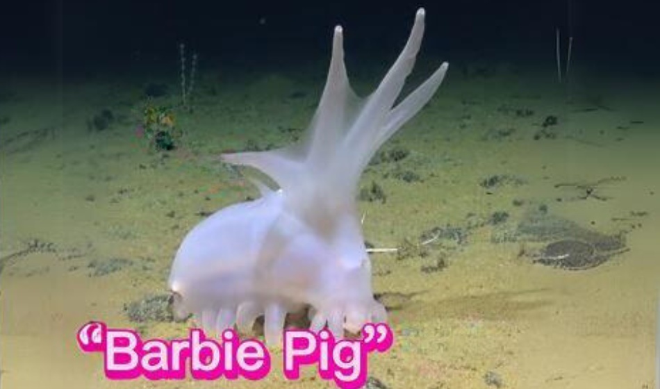 New Species in the Deep Sea